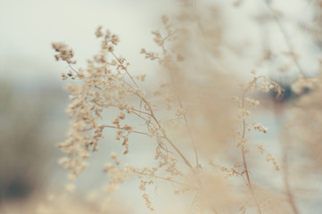 Tender Spring dry grass Macro