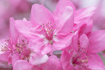 Naklejka na ściany i meble close up of pink blossoming of Chinese crabapple tree in spring