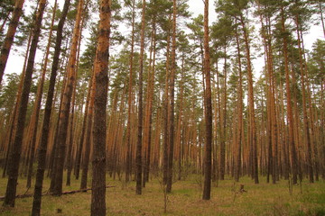 Fototapeta na wymiar Spring pine forest in Russia
