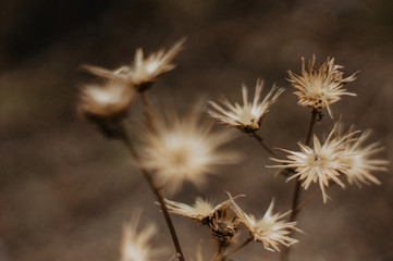 Tender Spring dry grass Macro