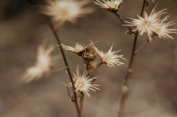 Tender Spring dry grass Macro