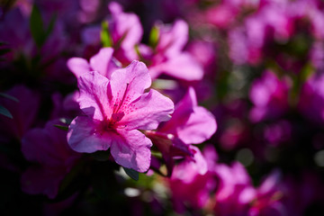 Obraz premium ツツジ