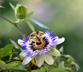 passion flower in the garden 