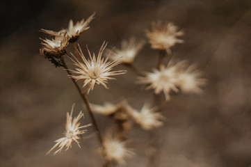 Tender Spring dry grass Macro