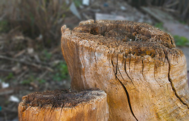 stump in the forest