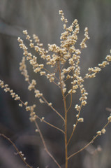 Tender Spring dry grass Macro
