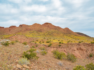 Wild flower blossom in the Las Vegas Wash trail