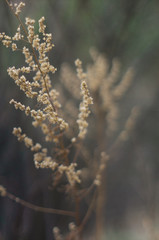 Tender Spring dry grass Macro