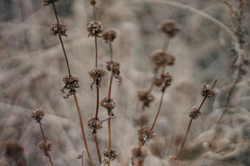 Tender Spring dry grass Macro