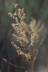 Tender Spring dry grass Macro