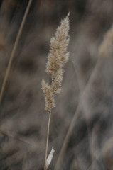 Tender Spring dry grass Macro