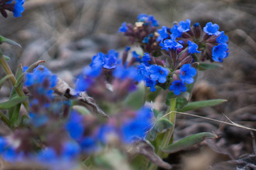 forget me not flower