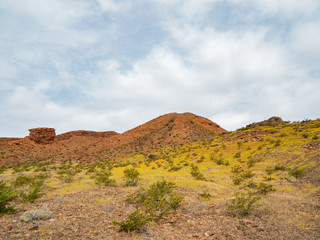 Wild flower blossom in the Las Vegas Wash trail