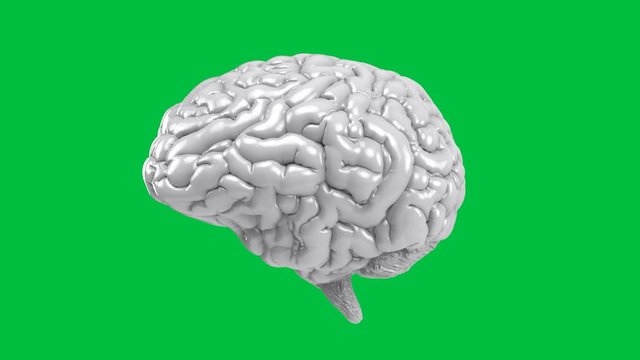 3d rendering white human brain on green screen 4k animation