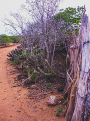 Imagem de uma região rural no sertão do cariri. Conta com a caatinga como bioma, exclusivamente...