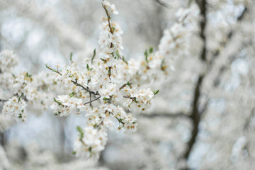 Cherry flower on a natural background