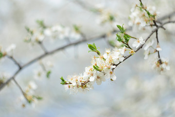 Cherry flower on a natural background