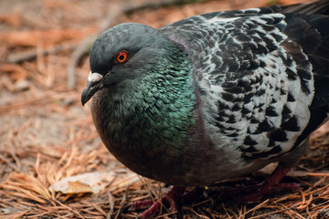 Close up beautiful pigeon portrait