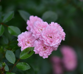 close up of pink roses
