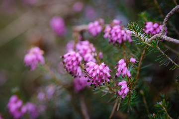 Beautiful pink Spring heath flower