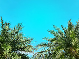 High Section of Palm Tree Against Blue Sky