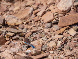 Close up shot of a cute blue Springwater Dancer
