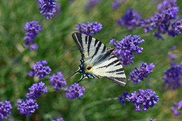 butterfly on lavender flower