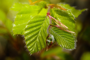 Green spring hornbeam tree leaves