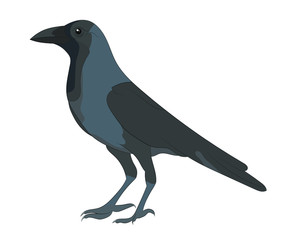 vector illustration of Crow on white background