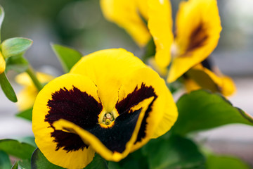 Close-up of yellow with dark middle blooming pansy flower