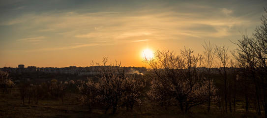 Naklejka premium Spring Forest on Sunset in Ukraine