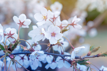 blooming sakura branch on bright sunny spring day.