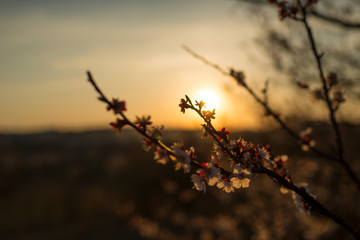 Spring Blossom Trees in Ukraine
