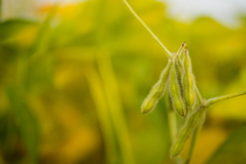 Soy Beans Lanes in Ukraine