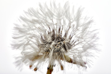Close-up dandelion tranquil abstract background. Isolated on white