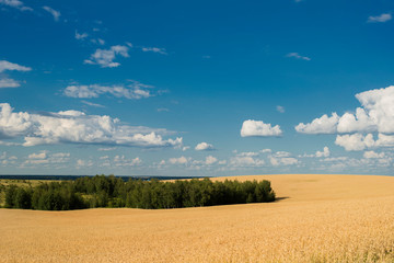 Obraz premium Summer Wheat Field in Ukraine