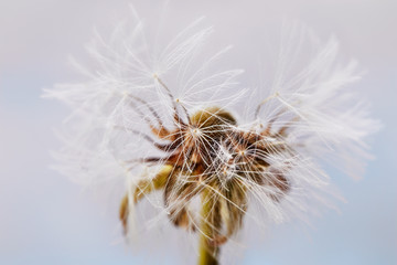 Macro shot of a dandelion on a blue background. Close-up