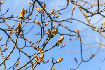 Kidneys on tree branches against the blue sky