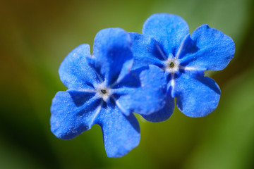 Fototapeta na wymiar Deep blue Creeping navelwort flower in spring