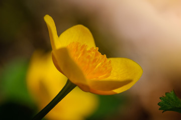 Vivid yellow Marsh Marigold flover close-up