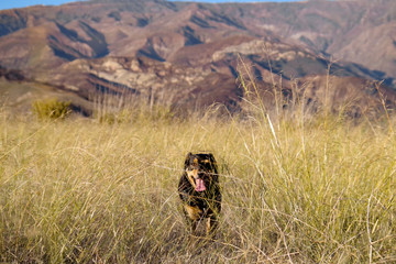 Sato in Grass- California