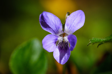 Soft violet flower in spring grass