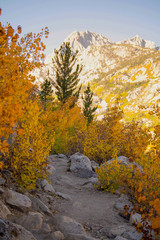 Aspen Trail - Sierras