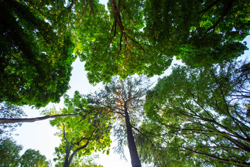 green leaves in the forest