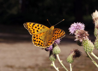 Mélitée ailes ouvertes 