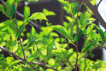 Obraz premium fresh green leaves