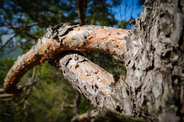 Twisted pine tree branches