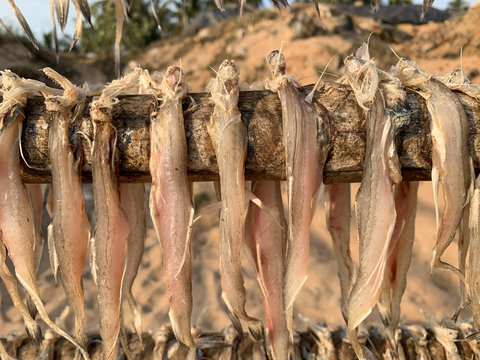 Wet Bombay Duck or Bombil drying on top of wood.