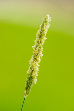 blossoming inflorescence of field meadow foxtail (Alopecurus pratensis) grass detail