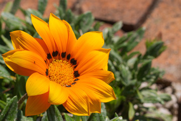 orange flower in the garden, Gazania, ガザニア